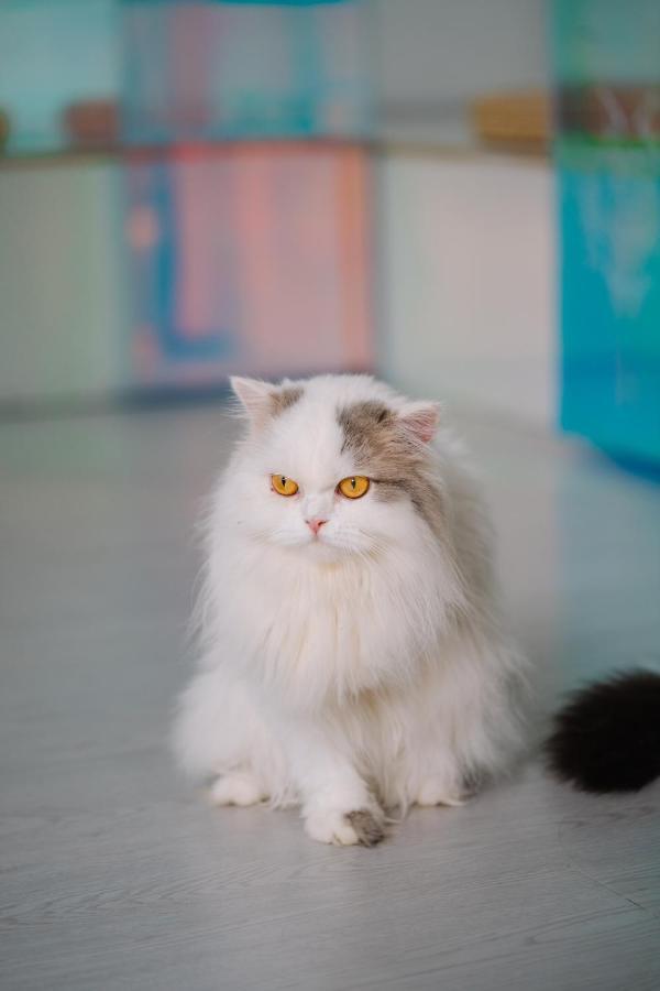 Meow Cafe & Hotel Patong ภายนอก รูปภาพ