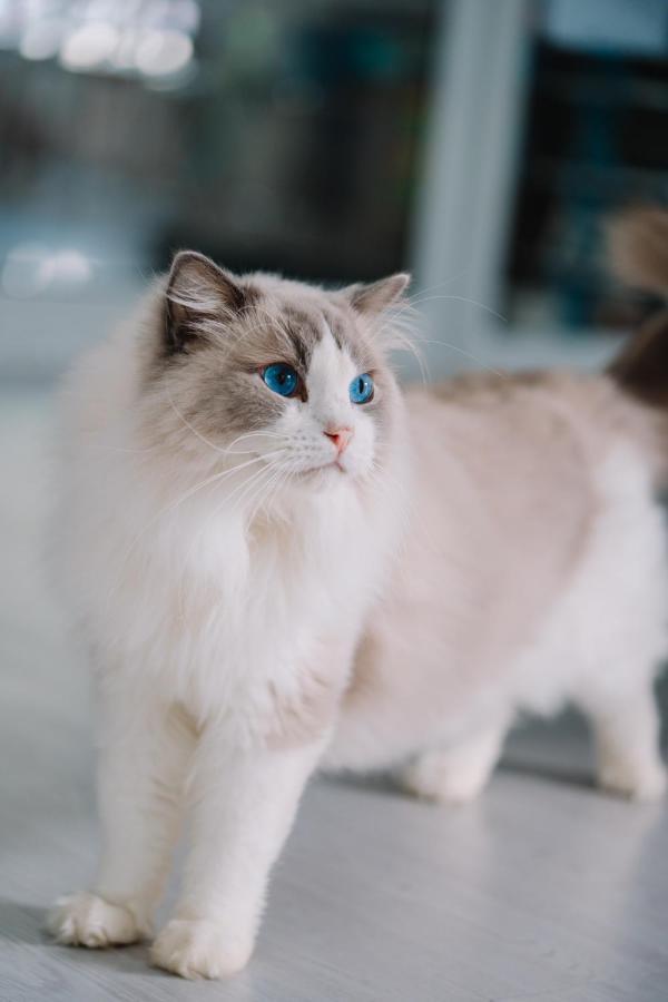 Meow Cafe & Hotel Patong ภายนอก รูปภาพ